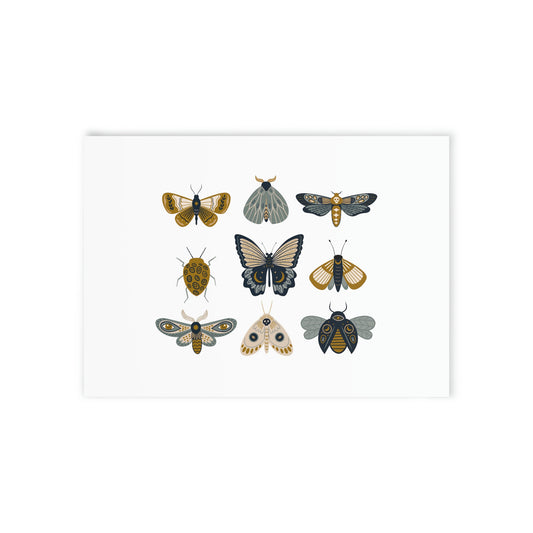 Moths and Butterflies Post Cards (One-sided print)